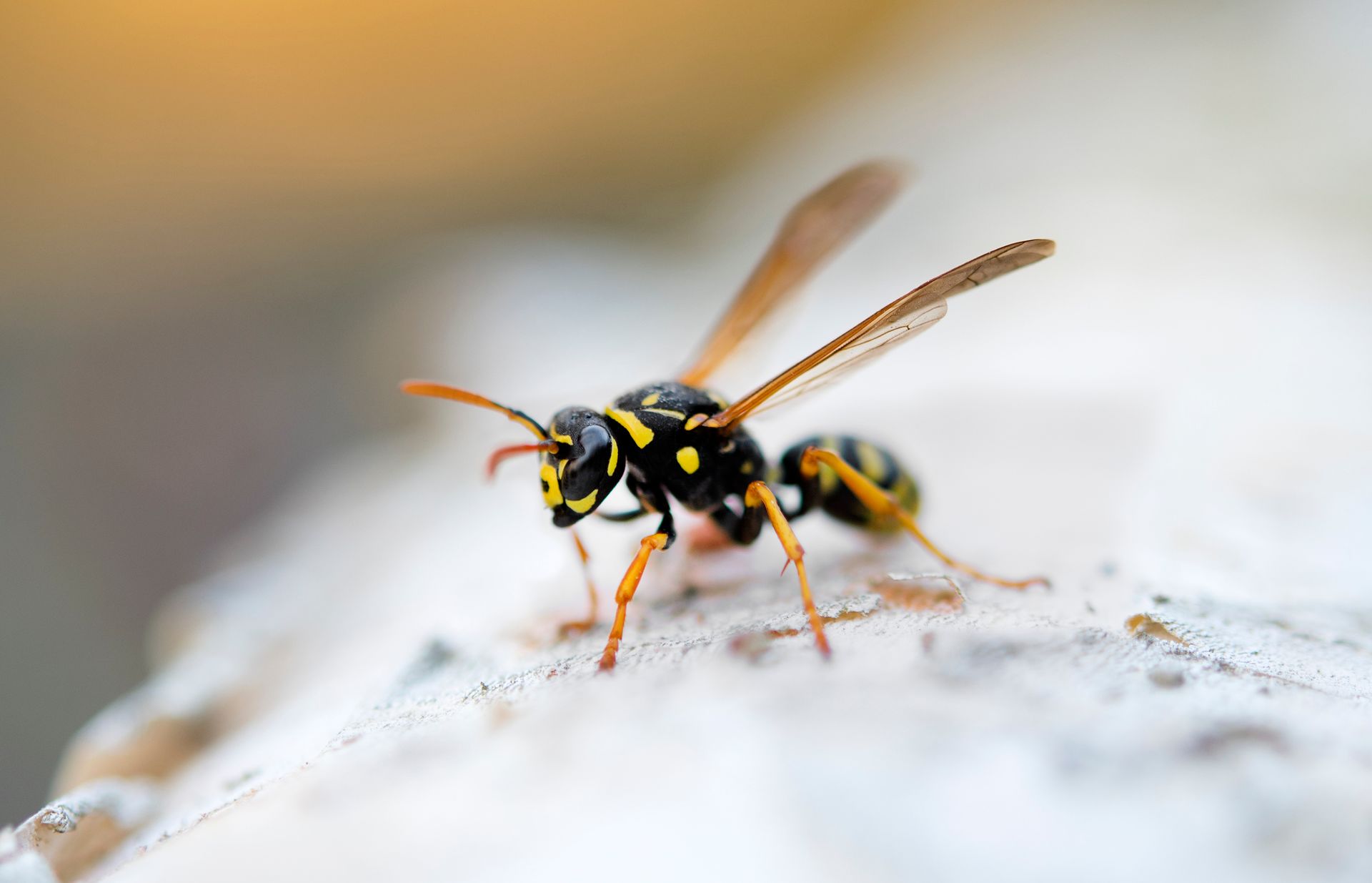 Ant Control in Charlotte & Concord, NC