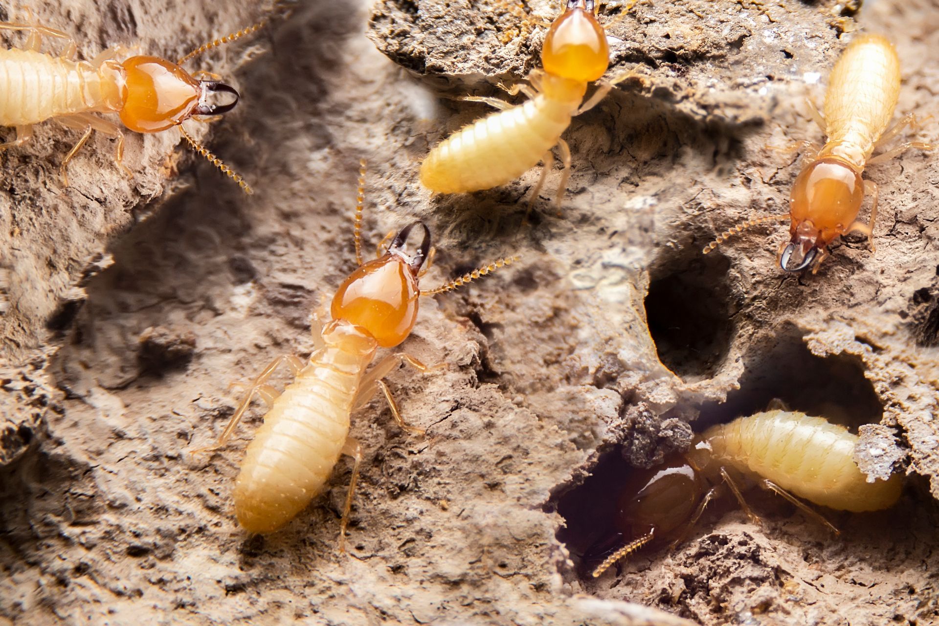 A group of termites are crawling on a rock.