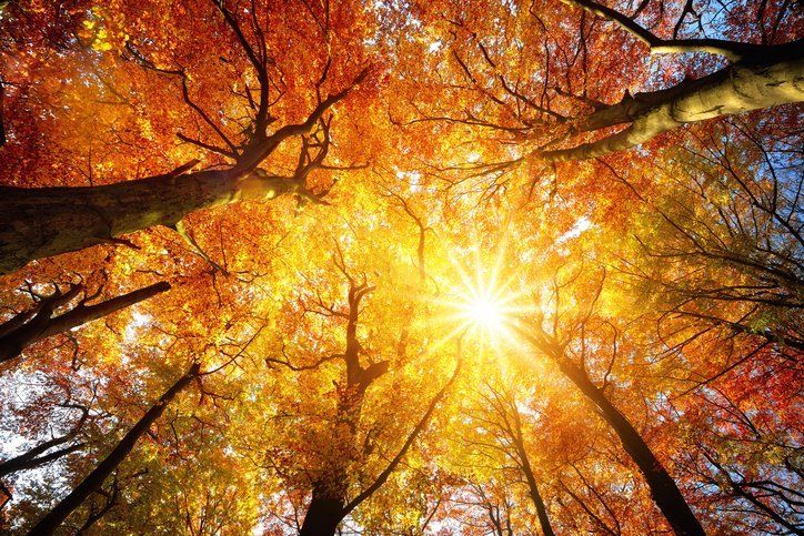 Autumn Trees Changing Color - Fall Pest Control - Killo Exterminating Co