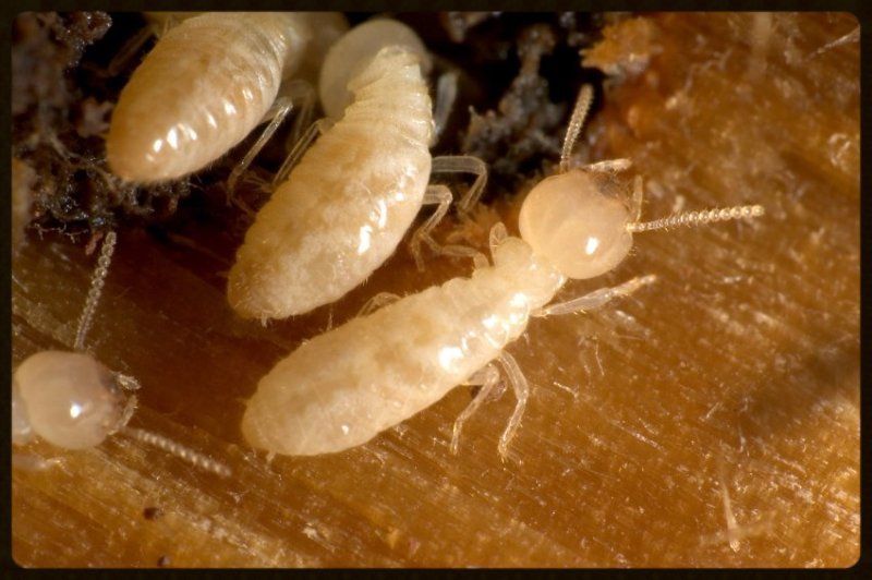 A group of termites are crawling on a piece of wood.