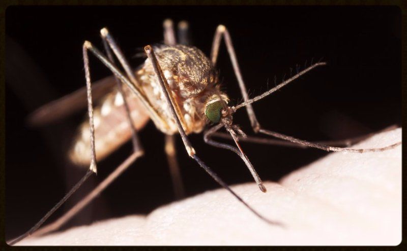 Mosquito Control in Huntersville and Pineville NC