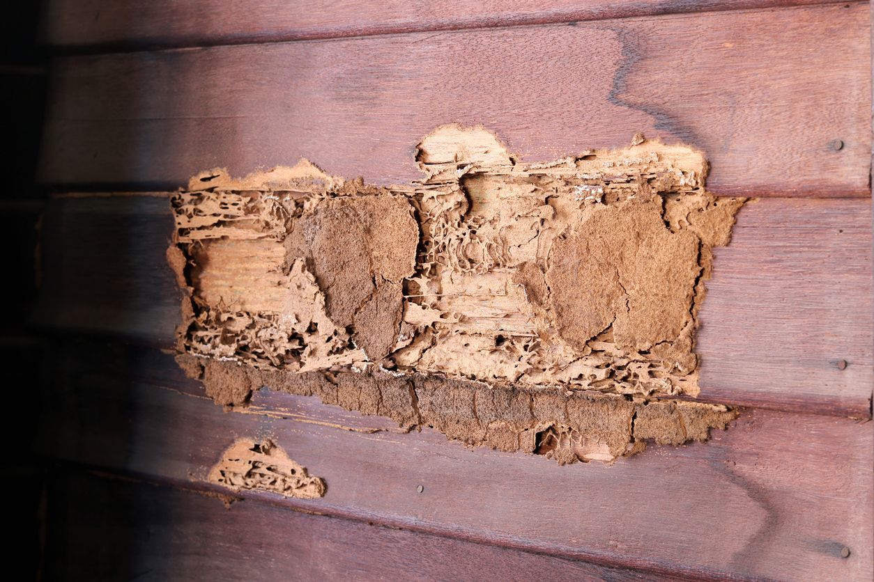 A piece of wood that has been eaten by termites.