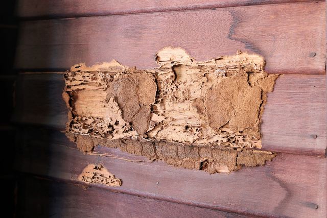 Termite Infestation Signs: How to Detect Them Early