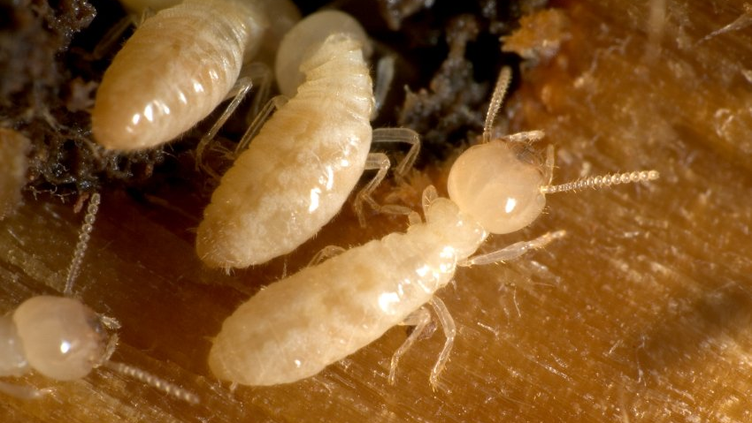 termites | Charlotte, NC