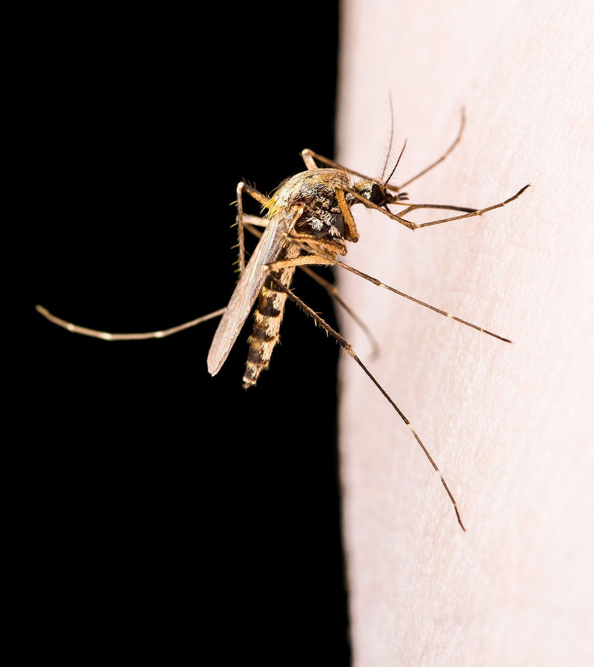 Mosquito Control Charlotte NC