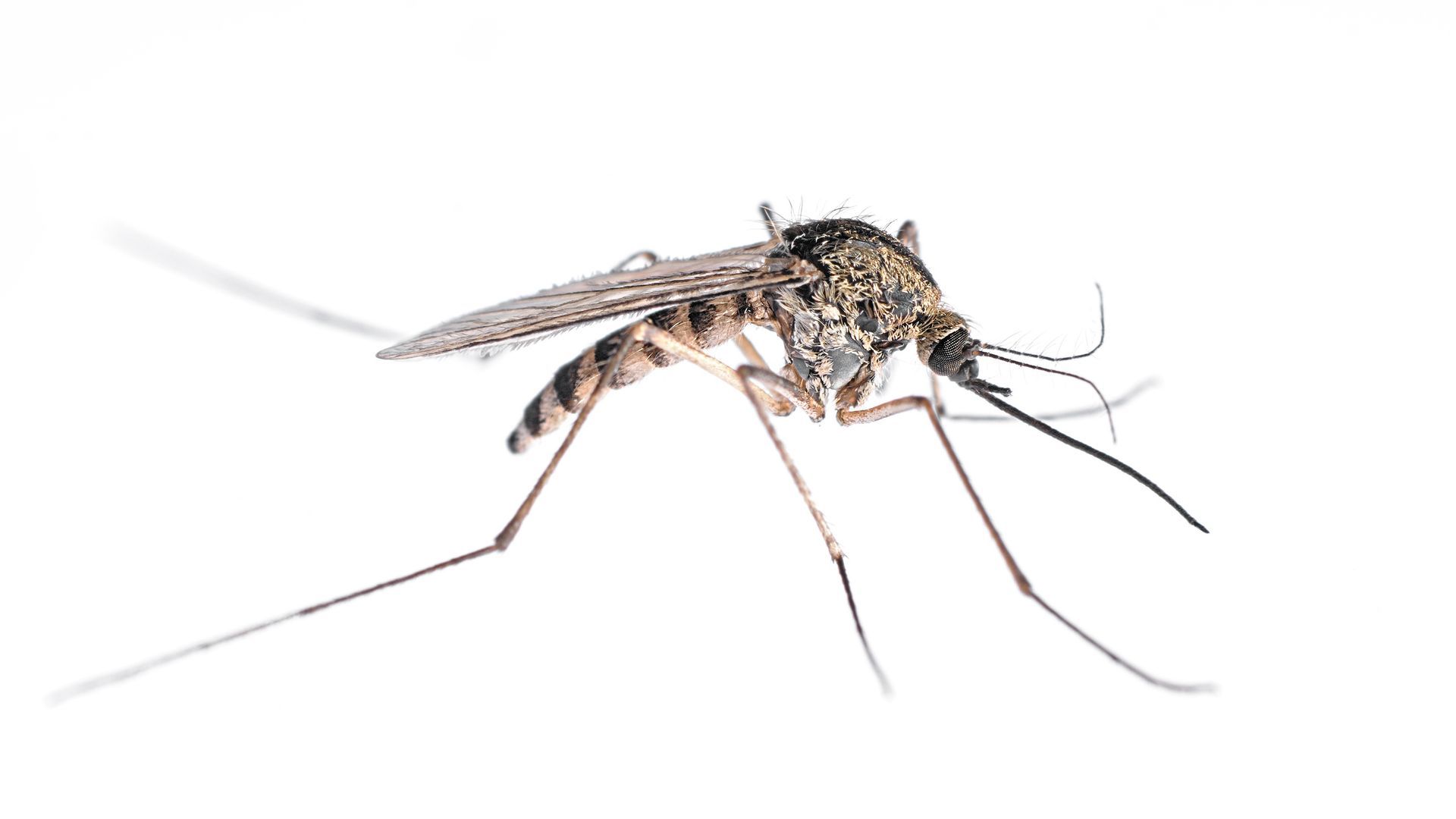 A close up of a mosquito on a white background.