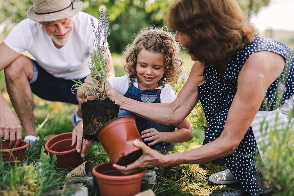 Grandparents and a child planting a flower together in a garden.