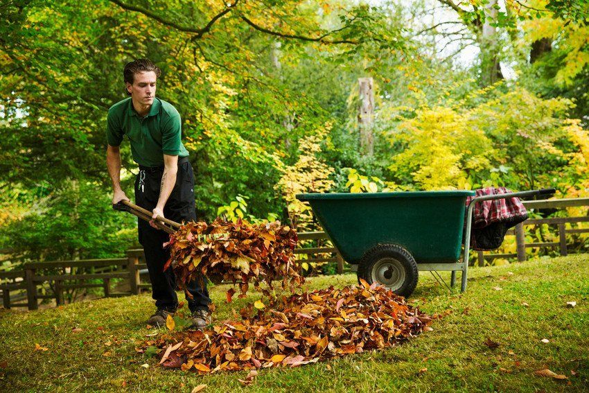 Leaf clearance
