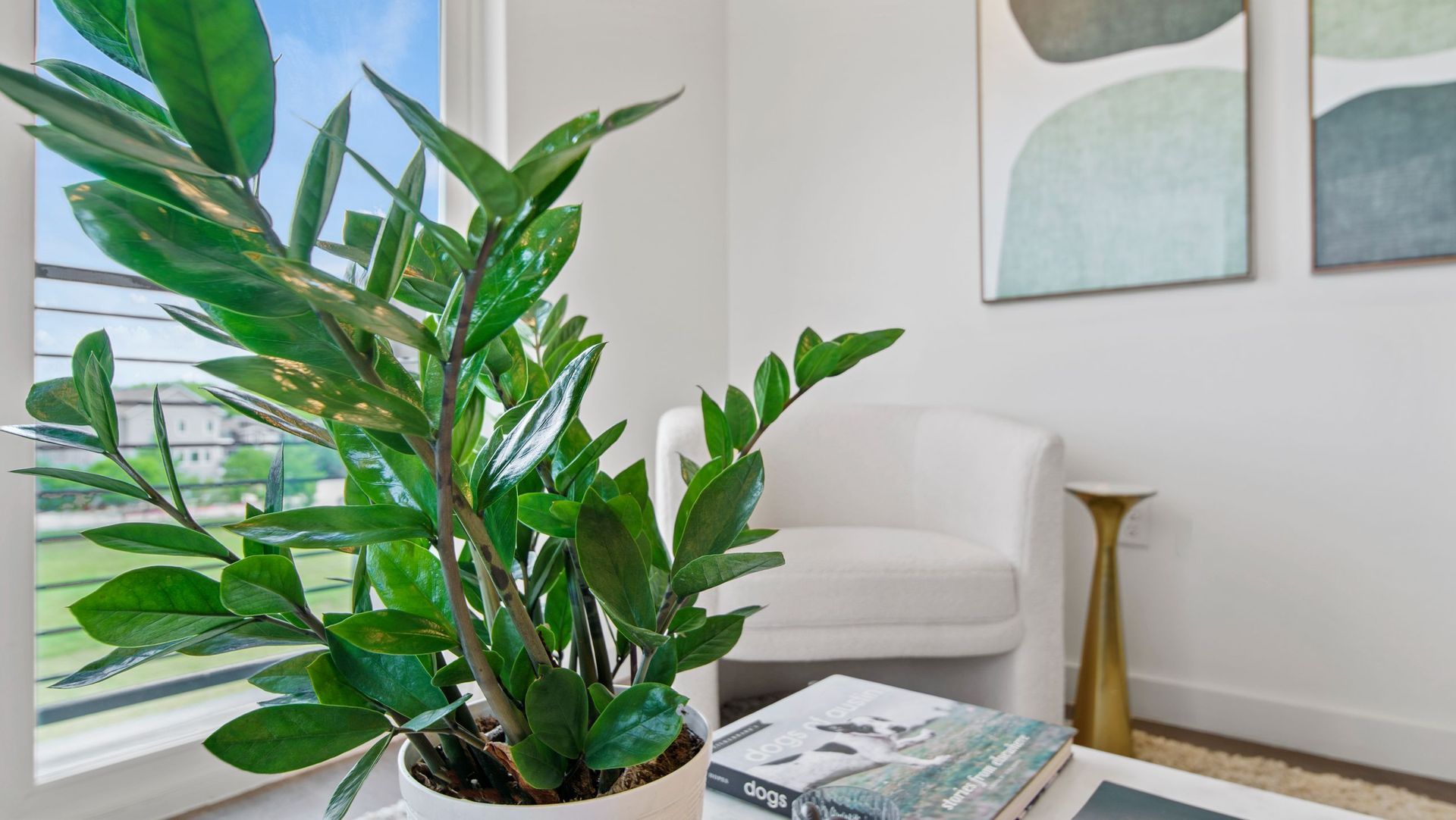 Bright indoor living area with a large potted plant by a window and a white chair.