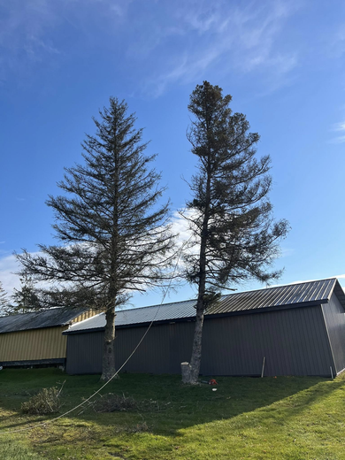 Two tall, thin pine trees stand in front of a gray building under a blue sky.