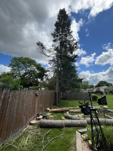 A tall tree with a cut trunk and logs on the ground in a backyard; a blue sky with clouds.