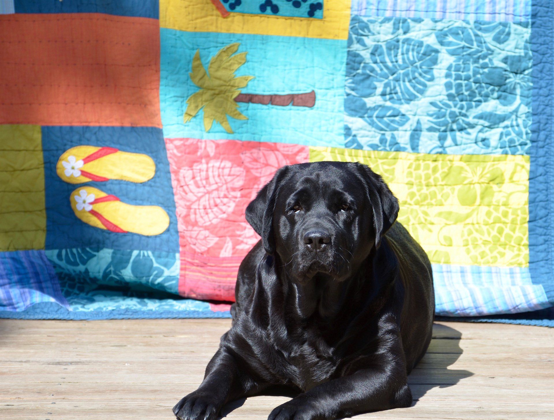 Buckstone Labradors