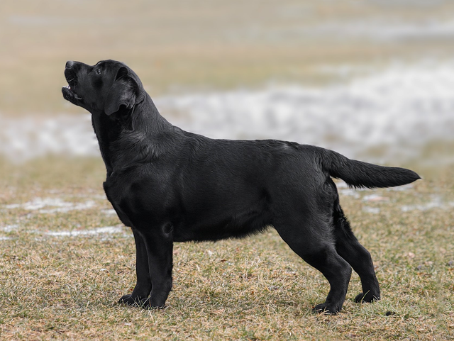 Dickendall labradors best sale for sale