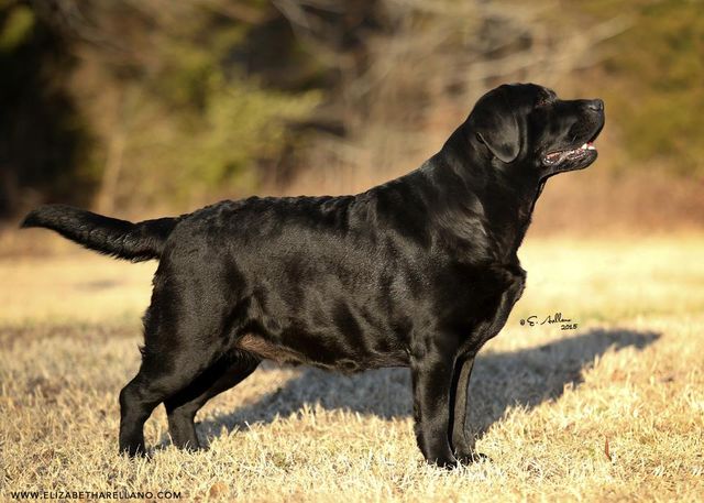 Chucklebrook labradors store