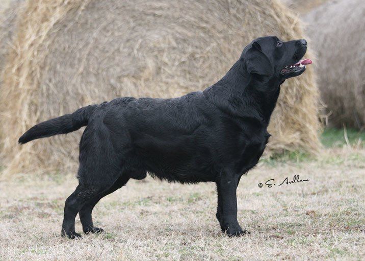 Buckstone Labradors