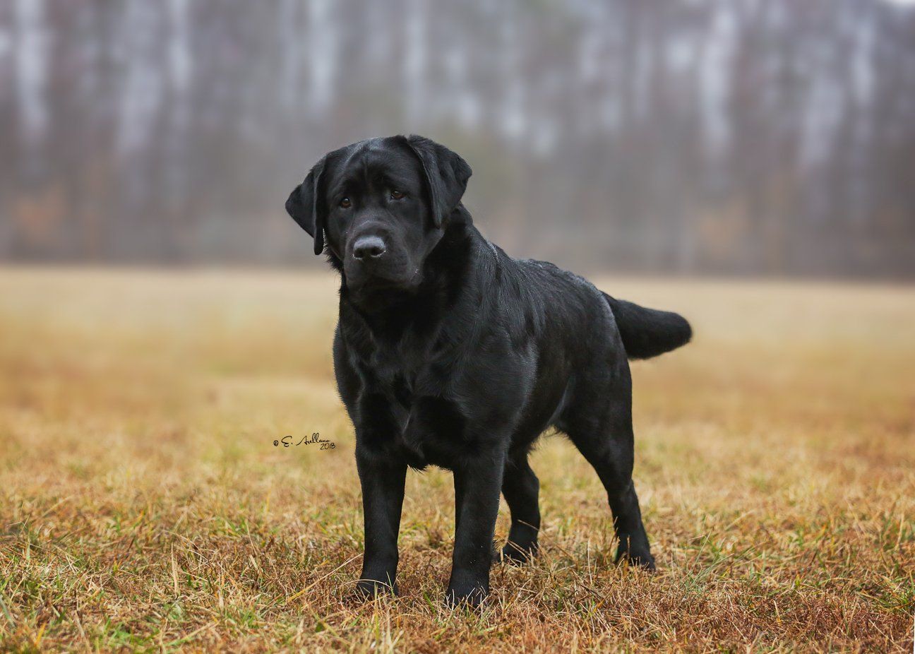 Buckstone Labradors