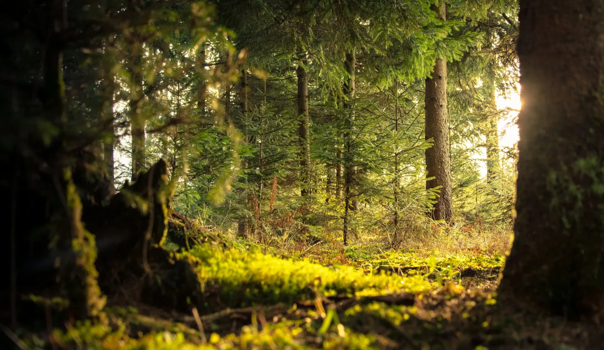 Sunlight streams through trees in a lush, green forest.
