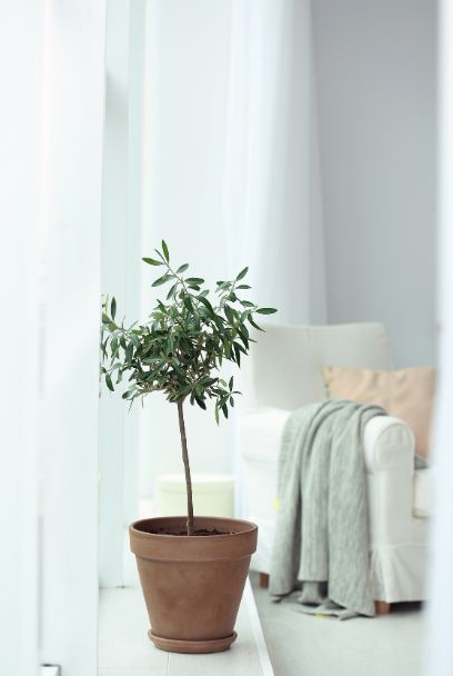 Organised Living Room — Professional Organiser in Dubbo, NSW