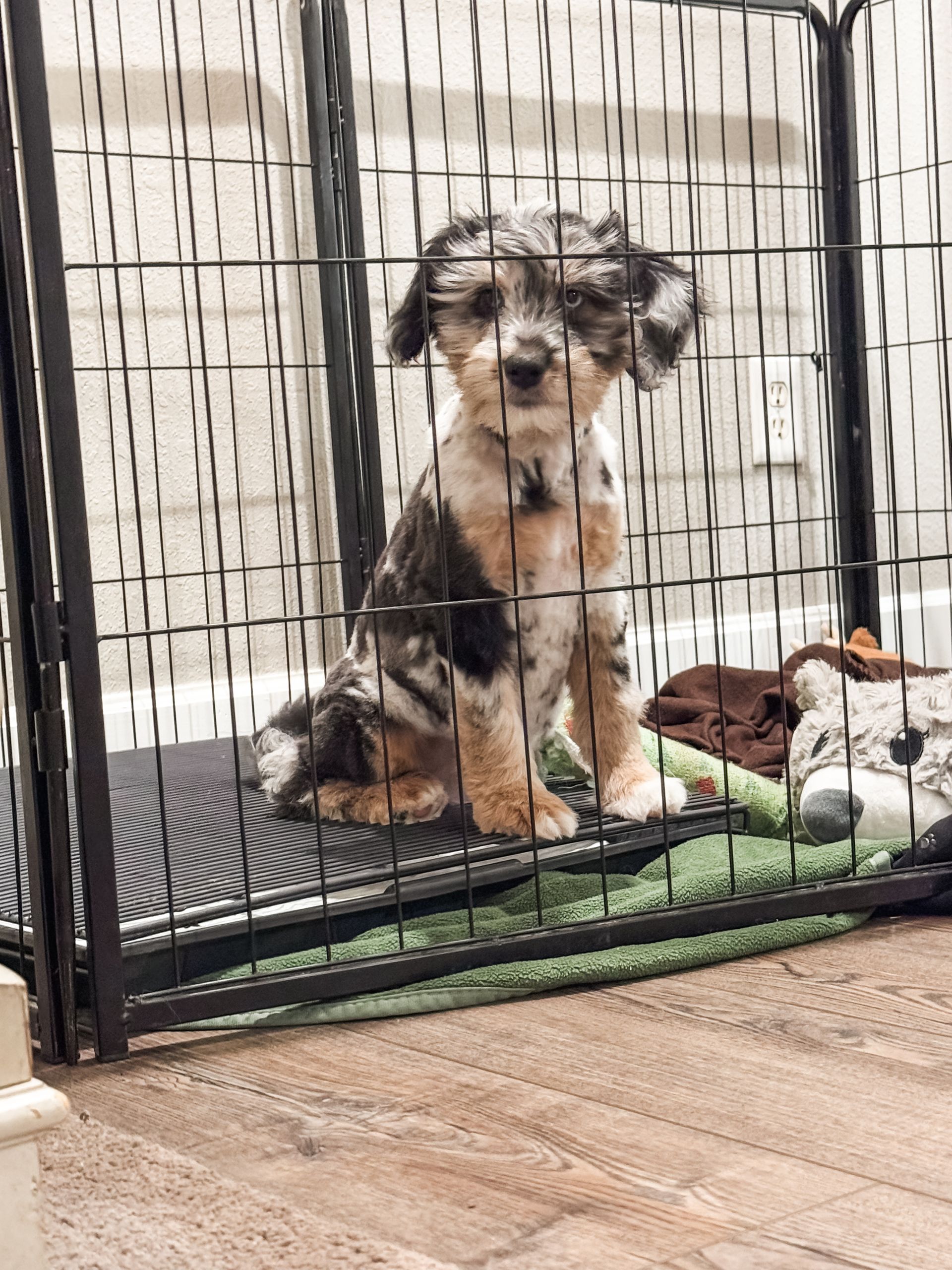 Cider is a June/Duke puppy that we are potentially holding back. for more info please reach out.