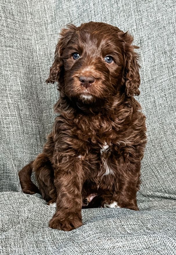 aussiedoodle puppies