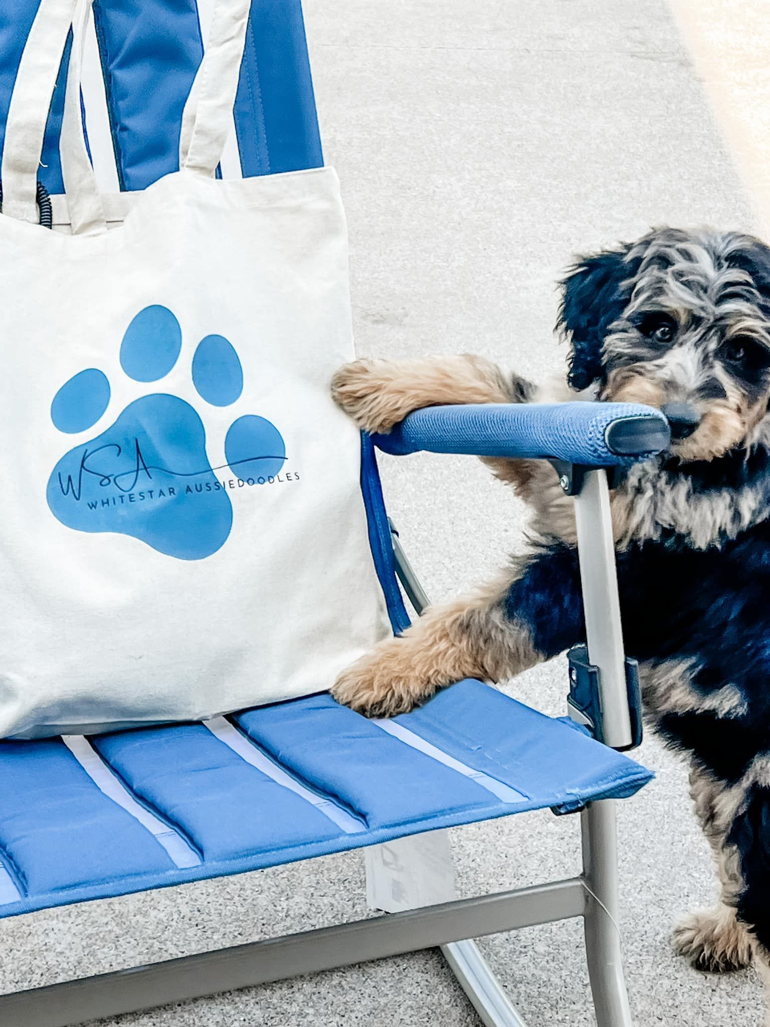 blue merle aussiedoodle