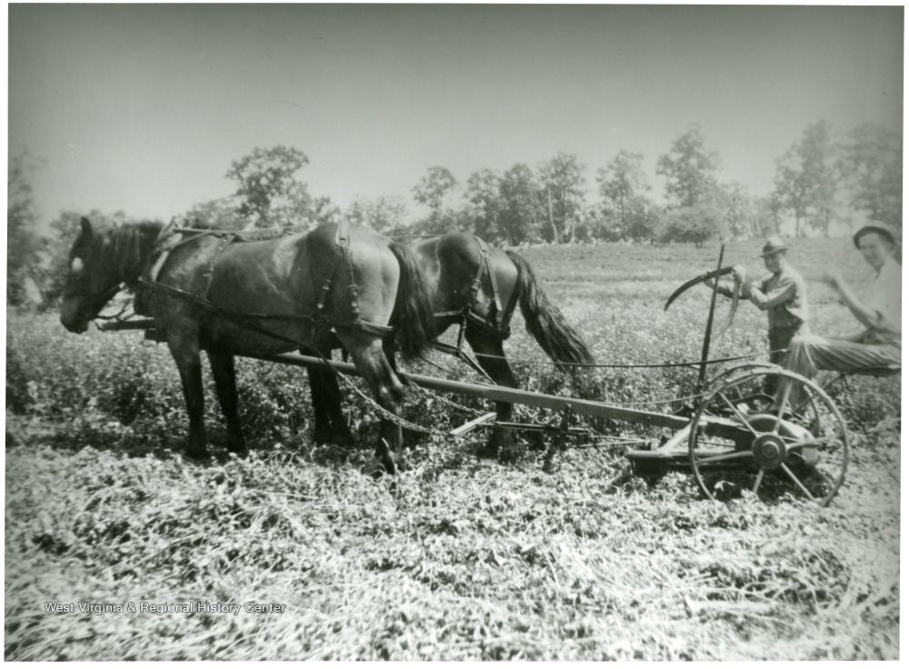 Two horses pull a horse-drawn mower through a field as a person operates the machine.