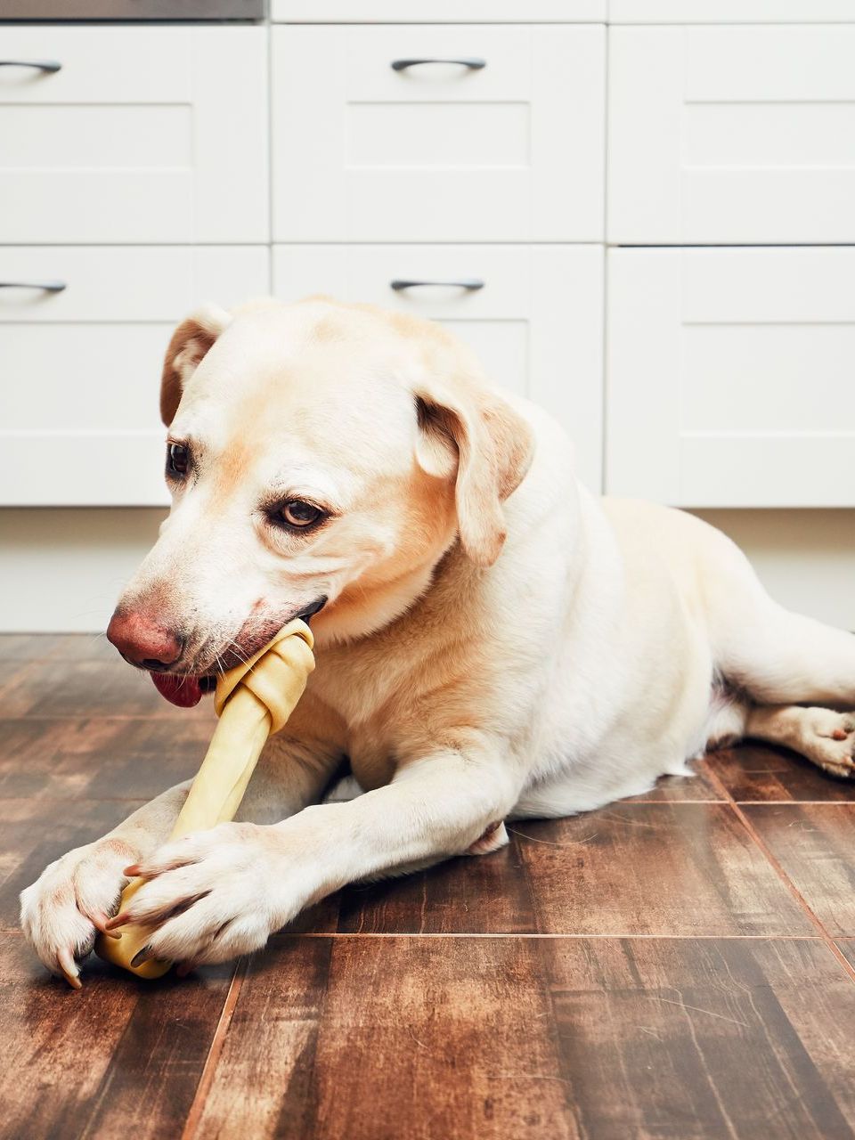 dog with bone on hardwood floors
