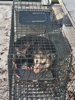 An opossum is sitting in a wire cage.