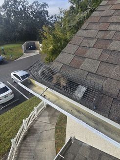 A squirrel is sitting in a gutter on the roof of a house.