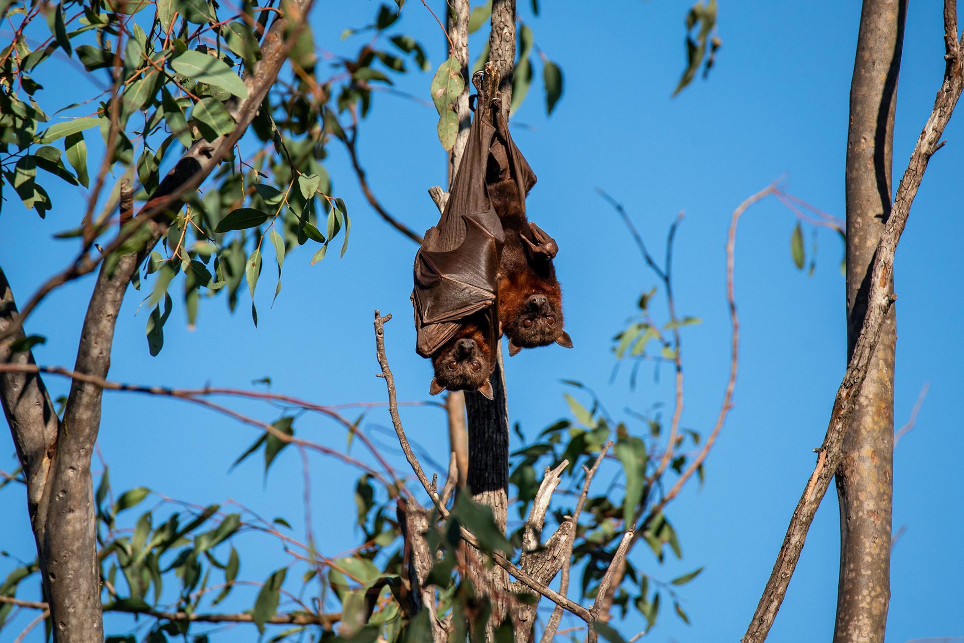 A bat is hanging upside down from a tree branch.