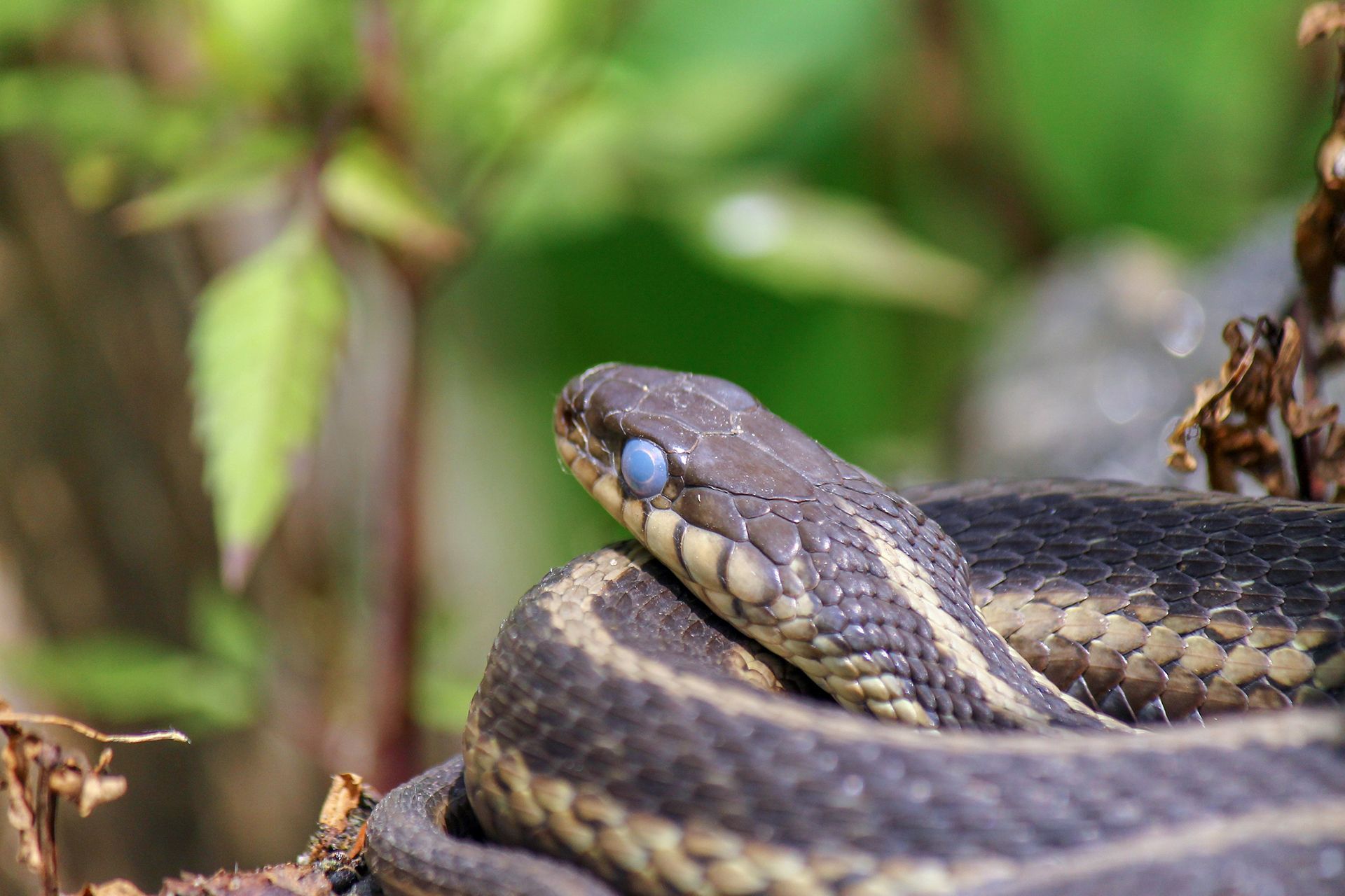 A close up of a snake with a blue eye.