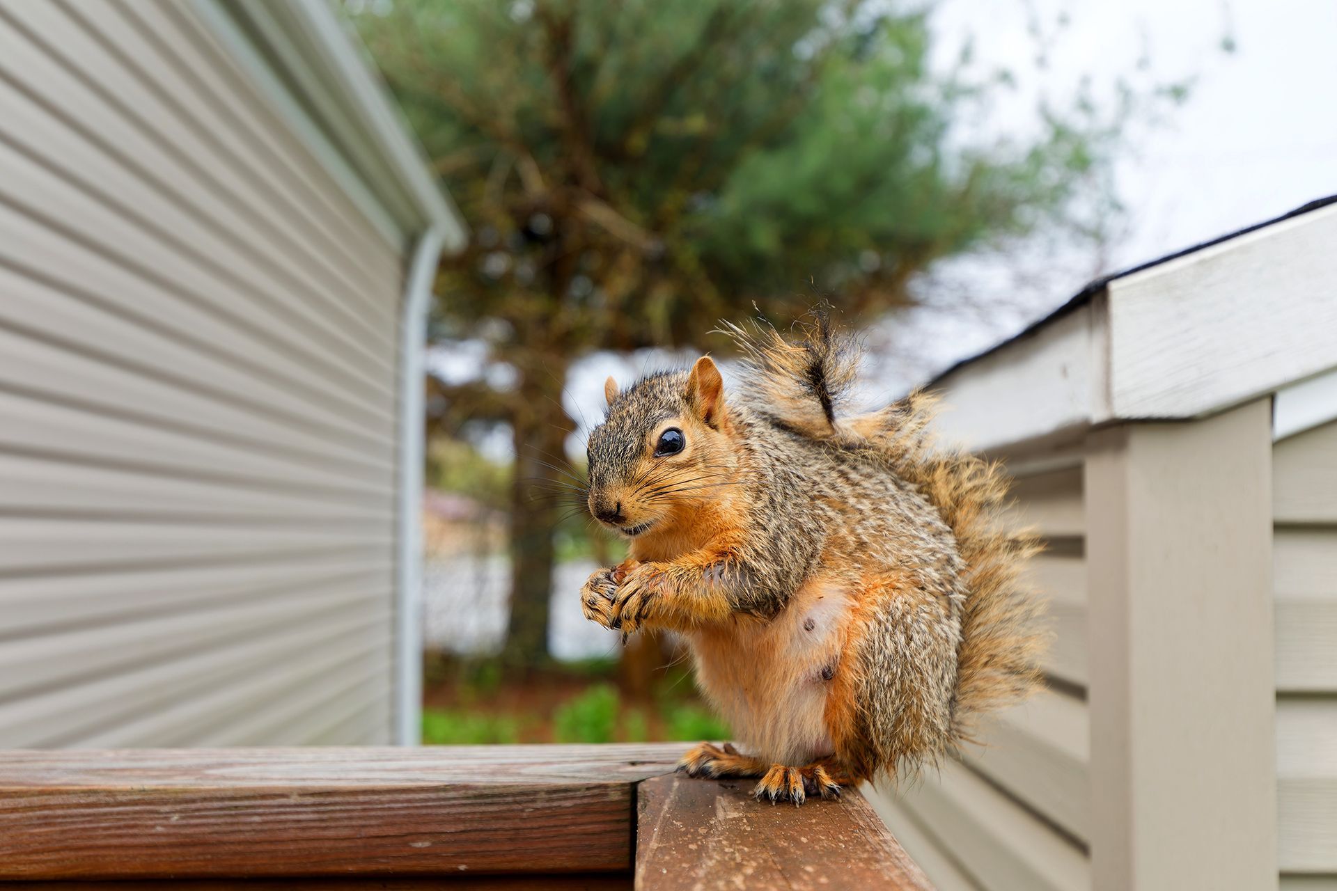 A squirrel is sitting on a wooden railing next to a house.