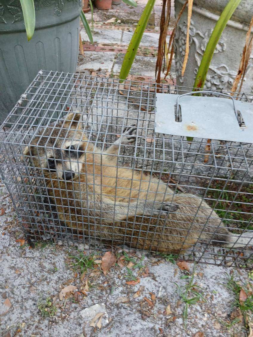 A raccoon is laying in a wire cage.