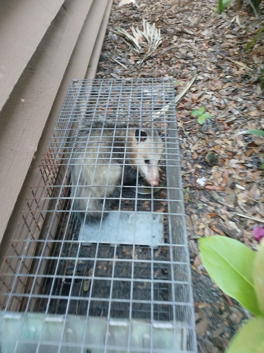 An opossum is sitting in a cage outside of a house.