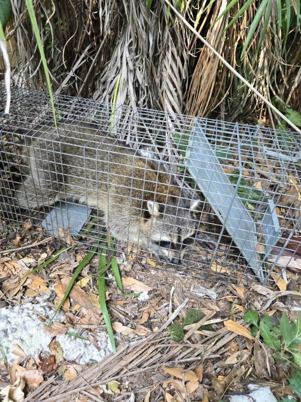 A raccoon is laying in a cage on the ground.