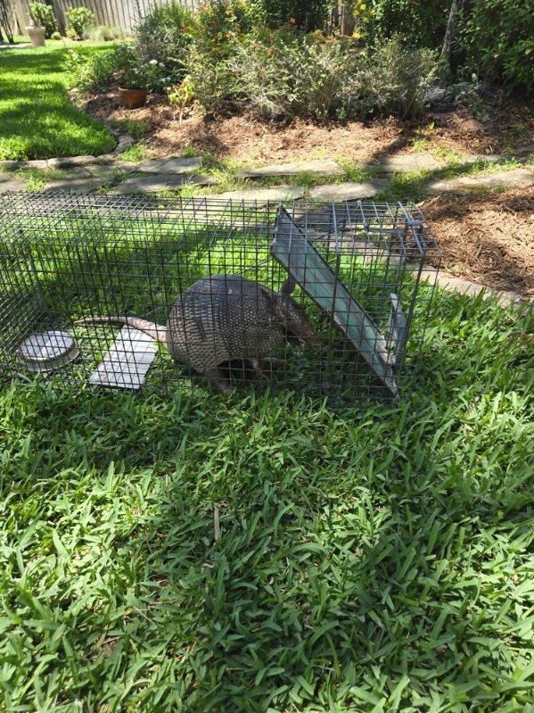 A turtle is sitting in a cage in the grass.