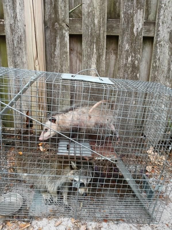 An opossum is sitting in a cage next to a raccoon.