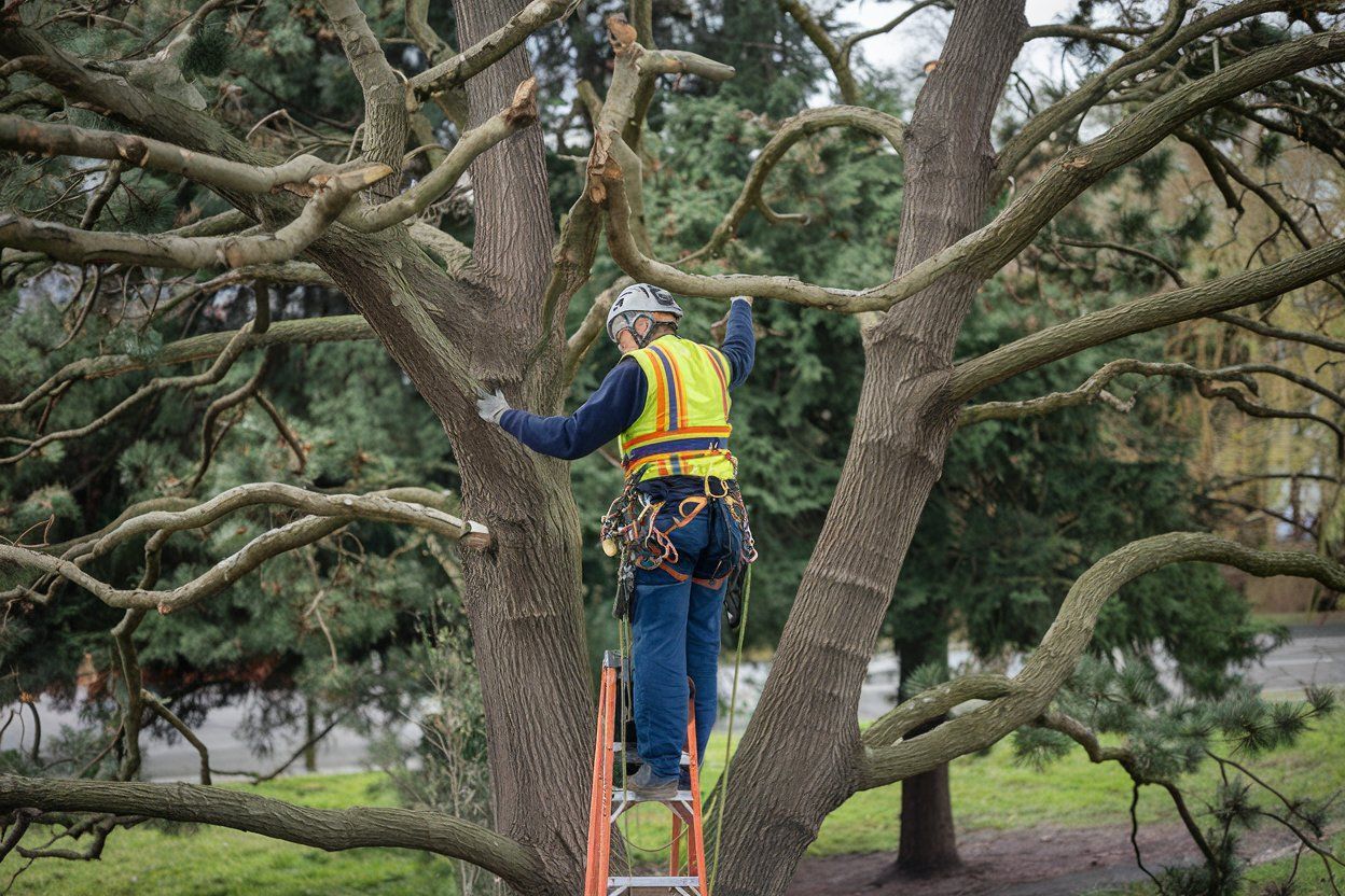 A towering, majestic tree with robust steel bracing supporters against a vibrant blue sky backdrop.
