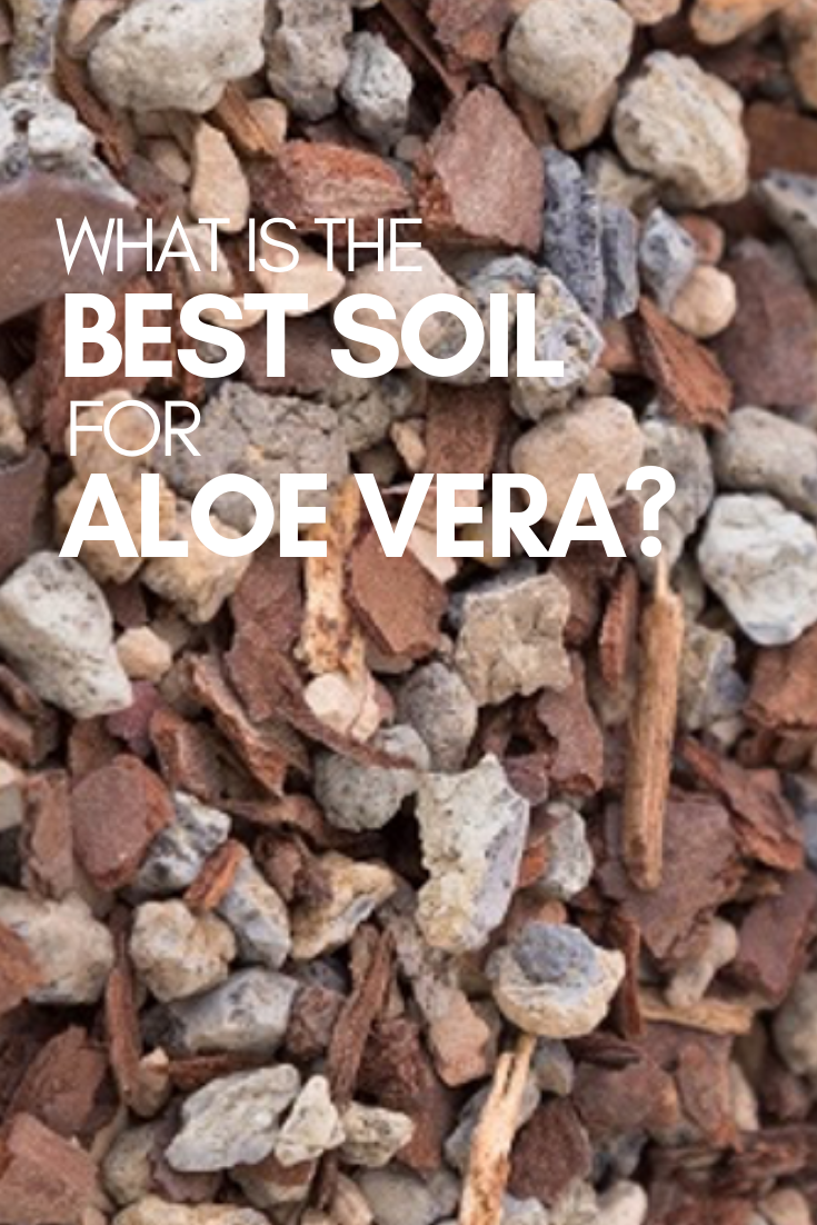 best soil for aloe vera plant