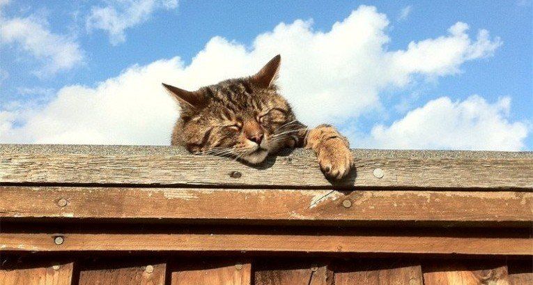 a cat sleeping on the wooden fencing