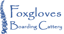 Foxgloves Boarding Cattery services