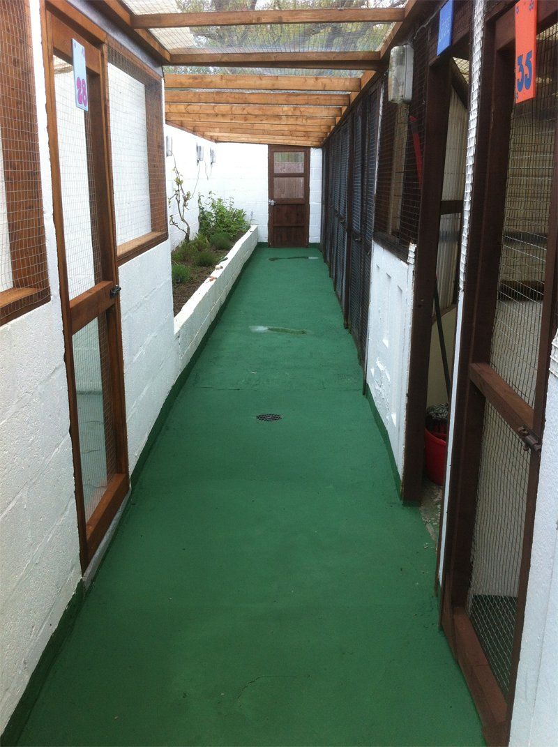 Cat boarding | Foxgloves Boarding Cattery