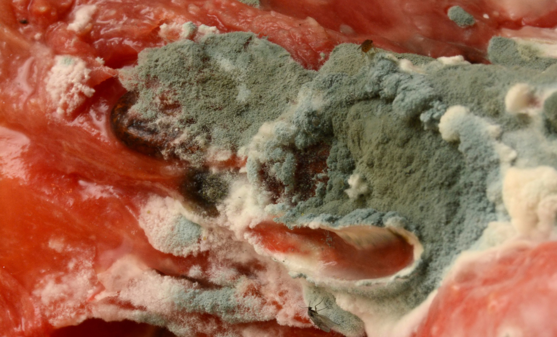 The presence of greyish green mould on your food scraps is a sign that conditions are not optimal inside your bokashi bucket