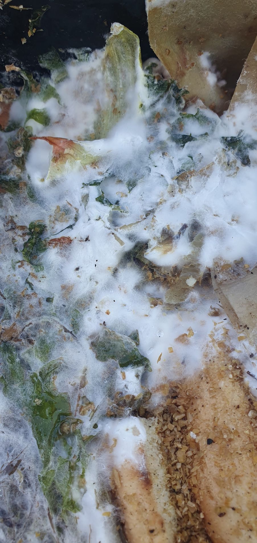 fuzzy mycelium on food scraps in a bokashi bucket is a good sign that the system is balanced