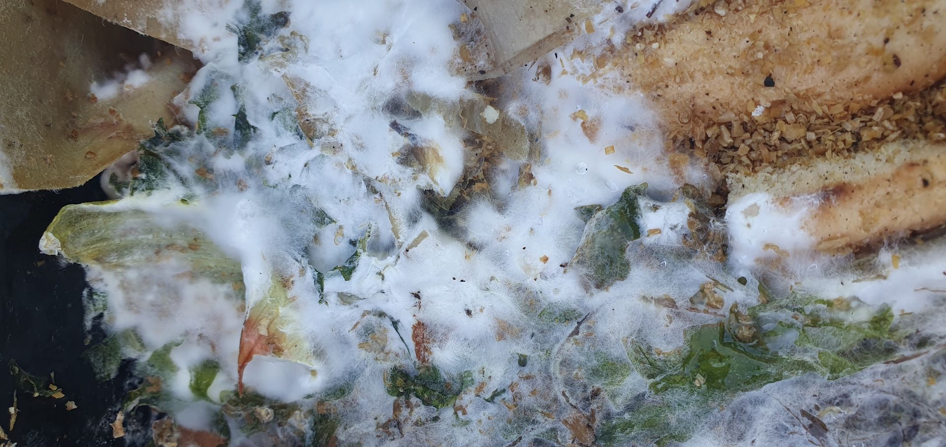 Feathery white strands of mycelium growing on food scraps inside a Zing Bokashi bucket is a sign that the system is healthy
