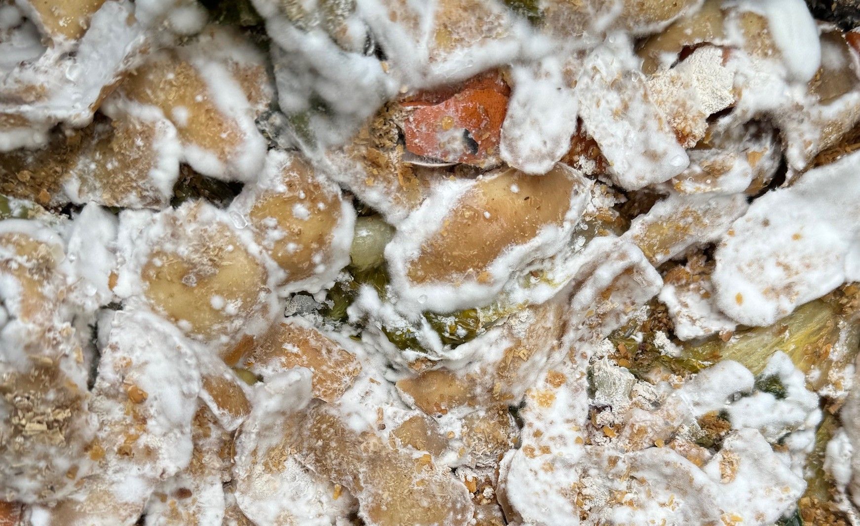 White, fluffy mycelium growing on your food scraps is a sign that your bokashi system is healthy and balanced