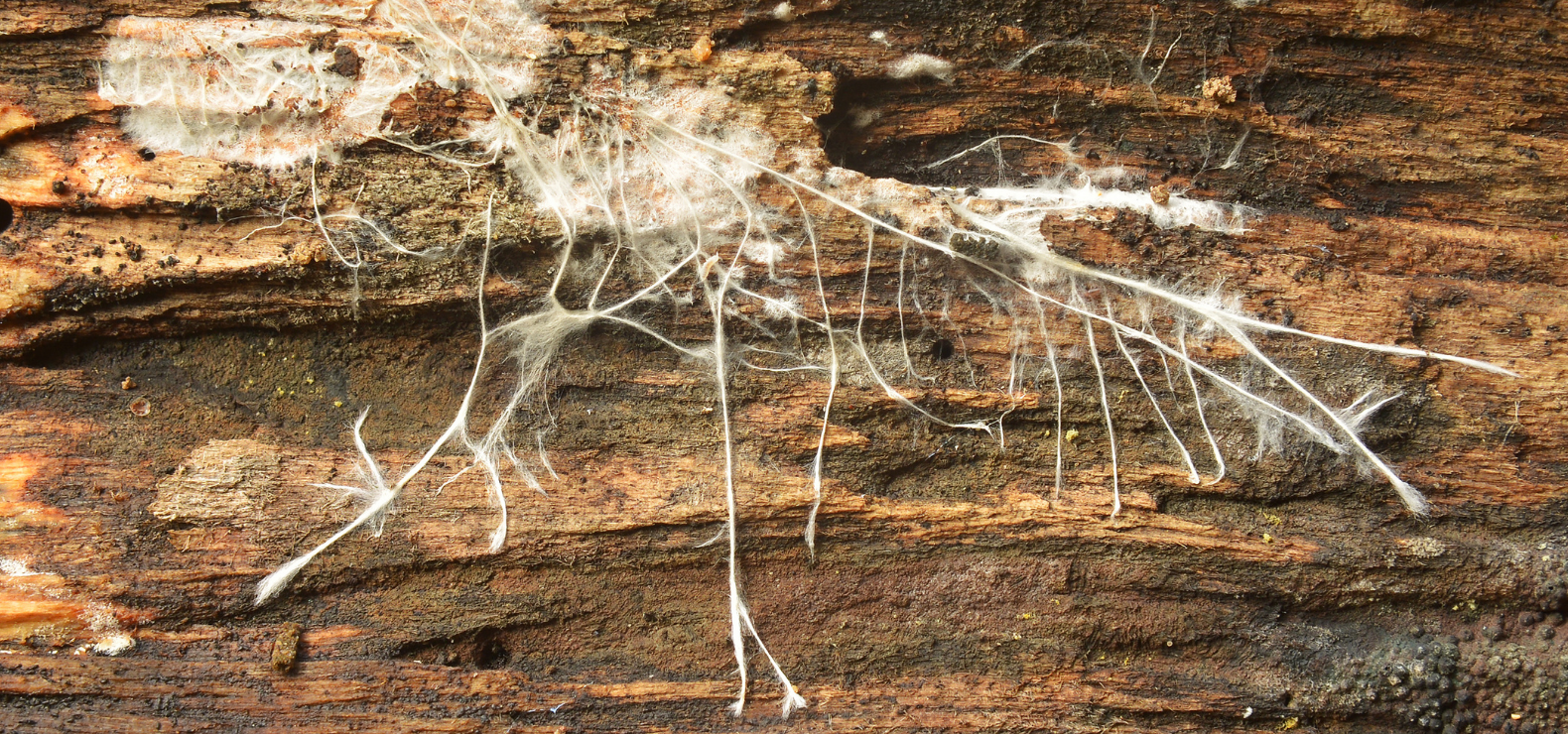 Hyphae, the individual strands of mycelium, are reaching out on a rotting log of wood
