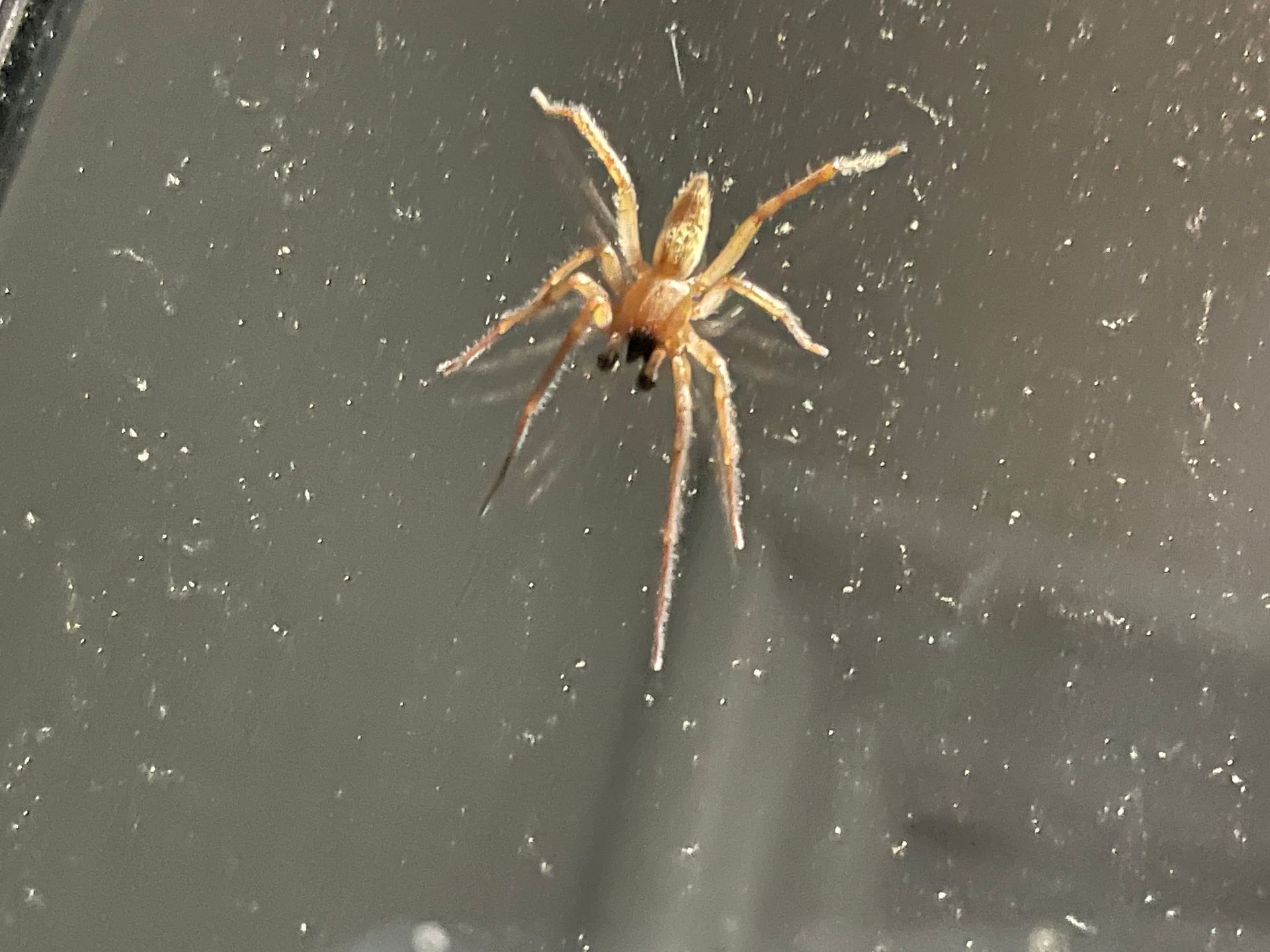 Close-up of a brown spider, illustrating the need for residential pest control services and pest control professionals near you.