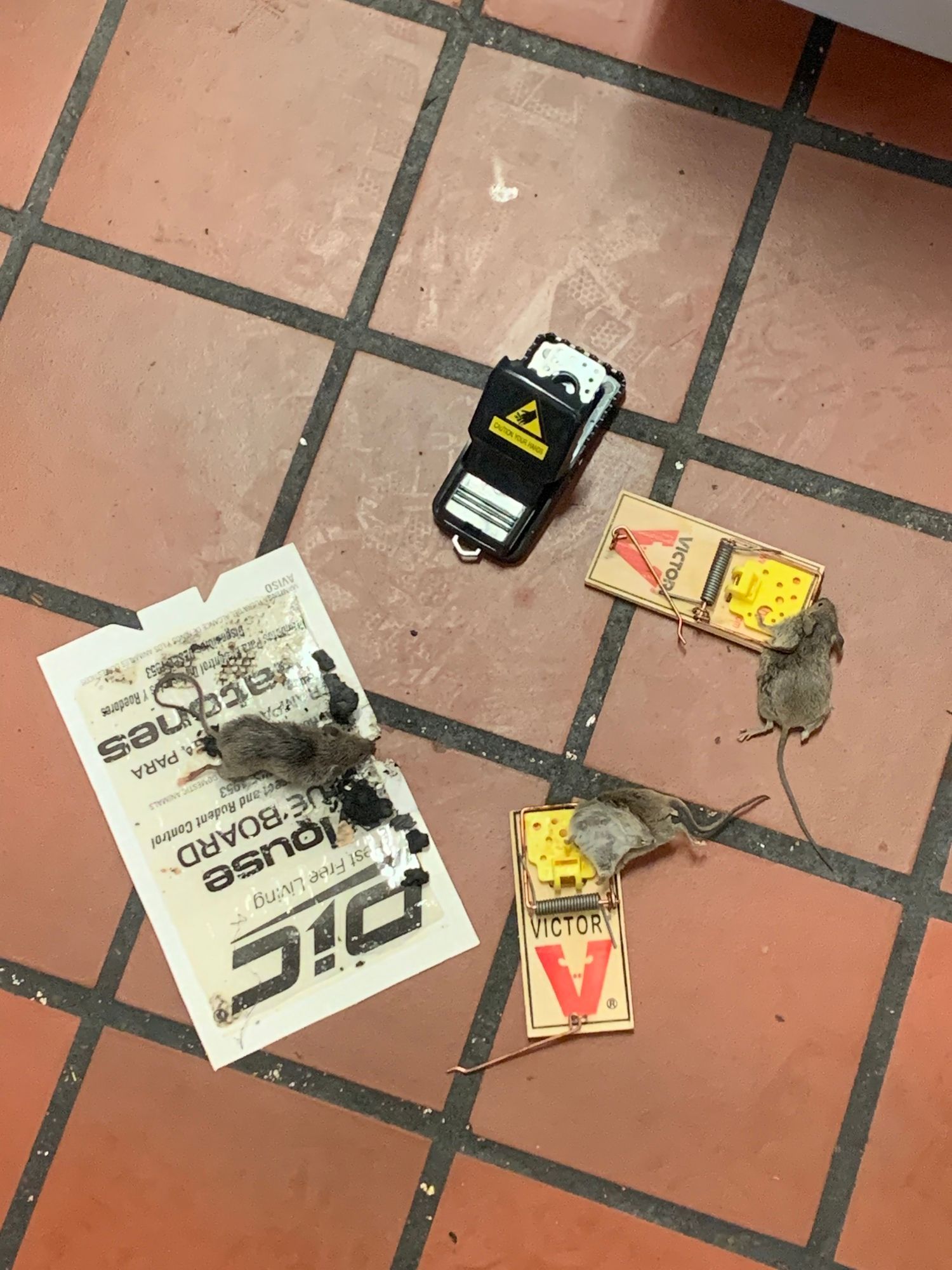 Multiple mouse traps with caught rodents, demonstrating professional pest control services for rats and rodents control in commercial settings.