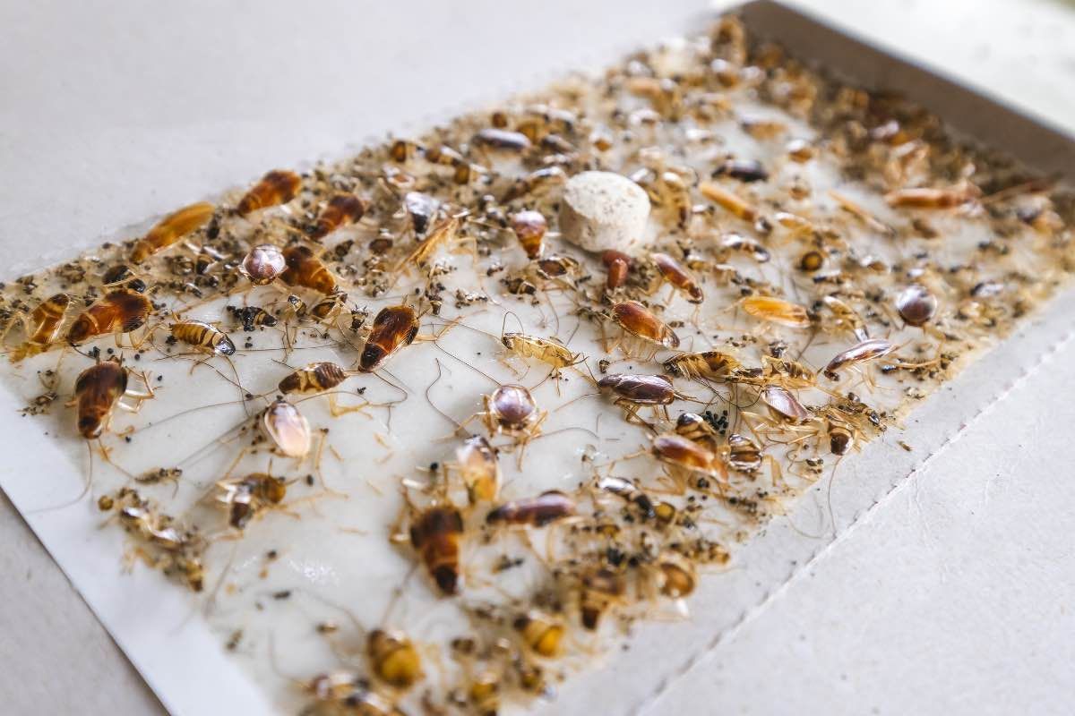 Cockroach infestation captured on a glue trap, illustrating ants and bugs pest control and commercial pest management solutions.